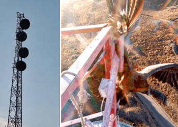 Villa de Merlo: rescataron a un cóndor que se había quedado atrapado en una antena