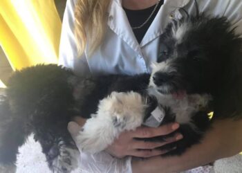 La Municipalidad de Alem llama a licitación para contratar veterinarios para castraciones