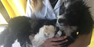 La Municipalidad de Alem llama a licitación para contratar veterinarios para castraciones