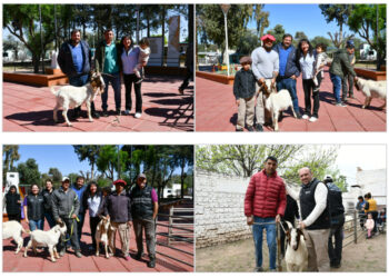 Continúa la reposición de ejemplares caprinos en el interior de la provincia