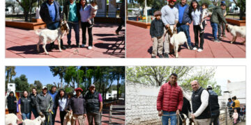 Continúa la reposición de ejemplares caprinos en el interior de la provincia