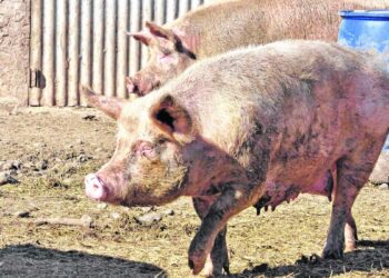 Alertan por un brote de Triquinosis en el departamento Junín: ya hay 11 casos