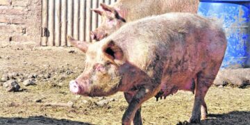 Alertan por un brote de Triquinosis en el departamento Junín: ya hay 11 casos