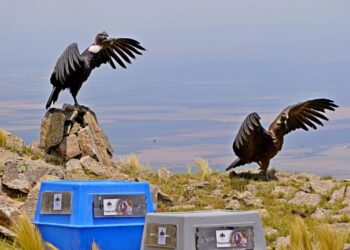 Los cóndores “Yñaca” y “Hiernen” fueron liberados en las Sierras de los Comechingones