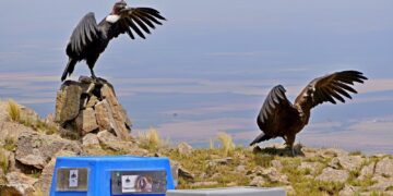 Los cóndores “Yñaca” y “Hiernen” fueron liberados en las Sierras de los Comechingones