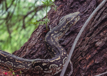Tres lampalaguas fueron liberadas en la Reserva Natural “Quebrada de las Higueritas”
