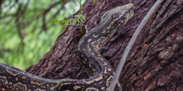 Tres lampalaguas fueron liberadas en la Reserva Natural “Quebrada de las Higueritas”