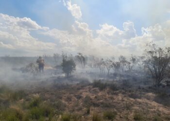 Trabajan para extinguir un incendio forestal en Alto Pelado