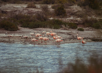 Las lagunas de Guanacache, Desaguadero y del Bebedero, lugares para conocer la flora y la fauna autóctona en todo su esplendor
