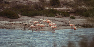 Las lagunas de Guanacache, Desaguadero y del Bebedero, lugares para conocer la flora y la fauna autóctona en todo su esplendor