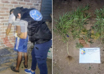 Quines: la Policía detuvo a un joven que tenía plantas de marihuanapoliciales
