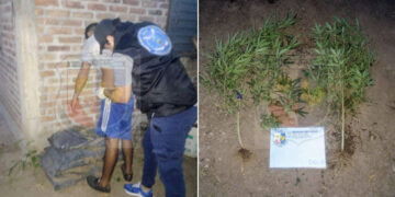 Quines: la Policía detuvo a un joven que tenía plantas de marihuanapoliciales