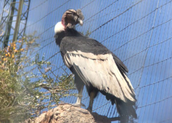 El cóndor andino recuperado en Sierra de las Quijadas se prepara para volver a surcar los cielos