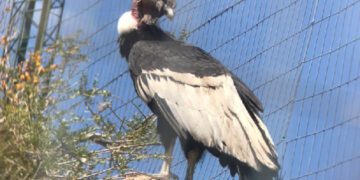 El cóndor andino recuperado en Sierra de las Quijadas se prepara para volver a surcar los cielos
