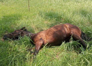 Imputaron a un joven por maltrato a un caballo