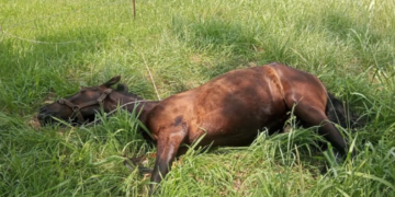 Imputaron a un joven por maltrato a un caballo