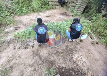 La Policía secuestró doce plantas de marihuana de un campo en Los Manantiales