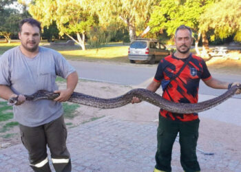 Bomberos Voluntarios de Luján rescataron una lampalagua de casi 3 metros