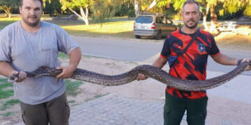 Bomberos Voluntarios de Luján rescataron una lampalagua de casi 3 metros