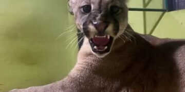 Detectan un nuevo caso de mascotismo en Buena Esperanza