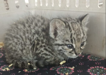 Entregaron voluntariamente un gato montés en Fortín El Patria