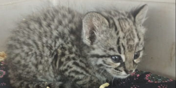Entregaron voluntariamente un gato montés en Fortín El Patria