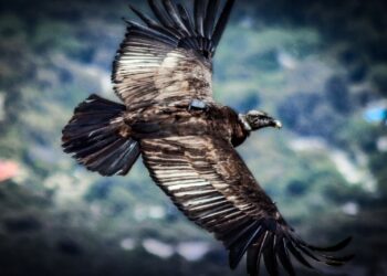 El cóndor recuperado será liberado este martes en Sierra de las Quijadas