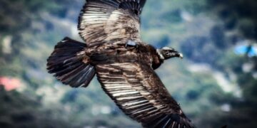 El cóndor recuperado será liberado este martes en Sierra de las Quijadas