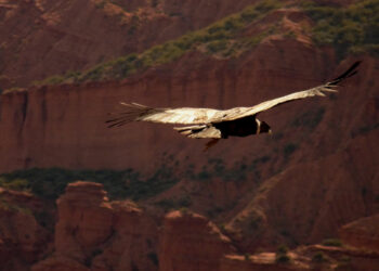Liberarán un cóndor en las Sierras de las Quijadas e invitan a la comunidad a elegir su nombre