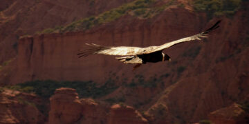 Liberarán un cóndor en las Sierras de las Quijadas e invitan a la comunidad a elegir su nombre