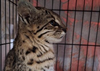 Un gato montés de seis meses llegó a la Reserva Florofaunística de La Florida