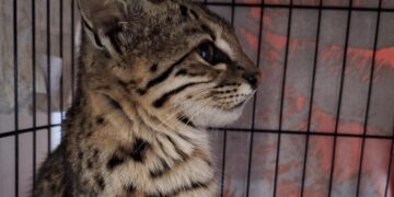 Un gato montés de seis meses llegó a la Reserva Florofaunística de La Florida