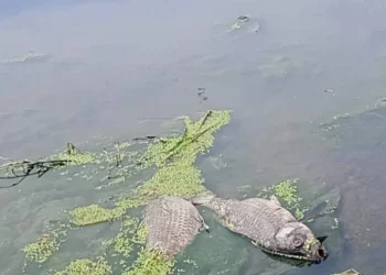 Concarán: aparecieron peces muertos en el río Conlara