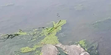 Concarán: aparecieron peces muertos en el río Conlara
