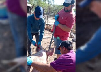 Potencian la producción porcina en San Gerónimo