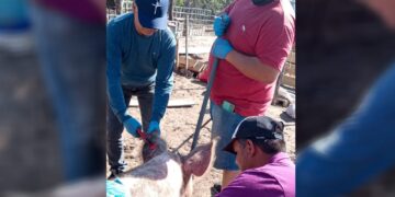 Potencian la producción porcina en San Gerónimo