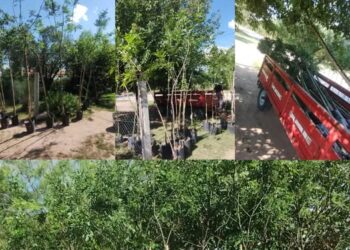 Concarán se viste de verde