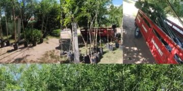 Concarán se viste de verde