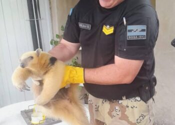 Tilisarao: encuentran un oso melero en una vivienda