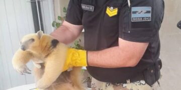 Tilisarao: encuentran un oso melero en una vivienda
