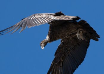Cóndores de El Amago