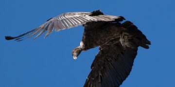 Cóndores de El Amago