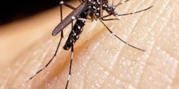 Confirman 10 nuevos casos de dengue en San Luis