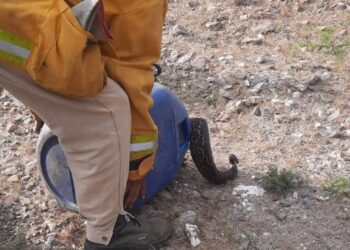 Bomberos de San Francisco liberaron una lampalagua