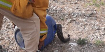 Bomberos de San Francisco liberaron una lampalagua