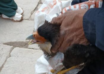 Bomberos de San Francisco rescataron un carancho que ten+ia un ala enredada con hilos