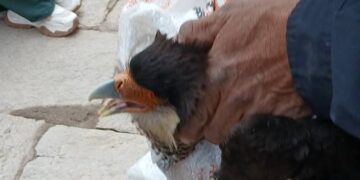 Bomberos de San Francisco rescataron un carancho que ten+ia un ala enredada con hilos