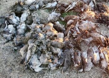 Decomisan animales silvestres en un control sobre la Autopista 55