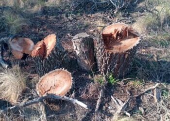 Realizaron una constatación por la tala de más de 200 caldenes en el sur provincial