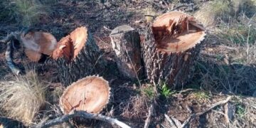 Realizaron una constatación por la tala de más de 200 caldenes en el sur provincial